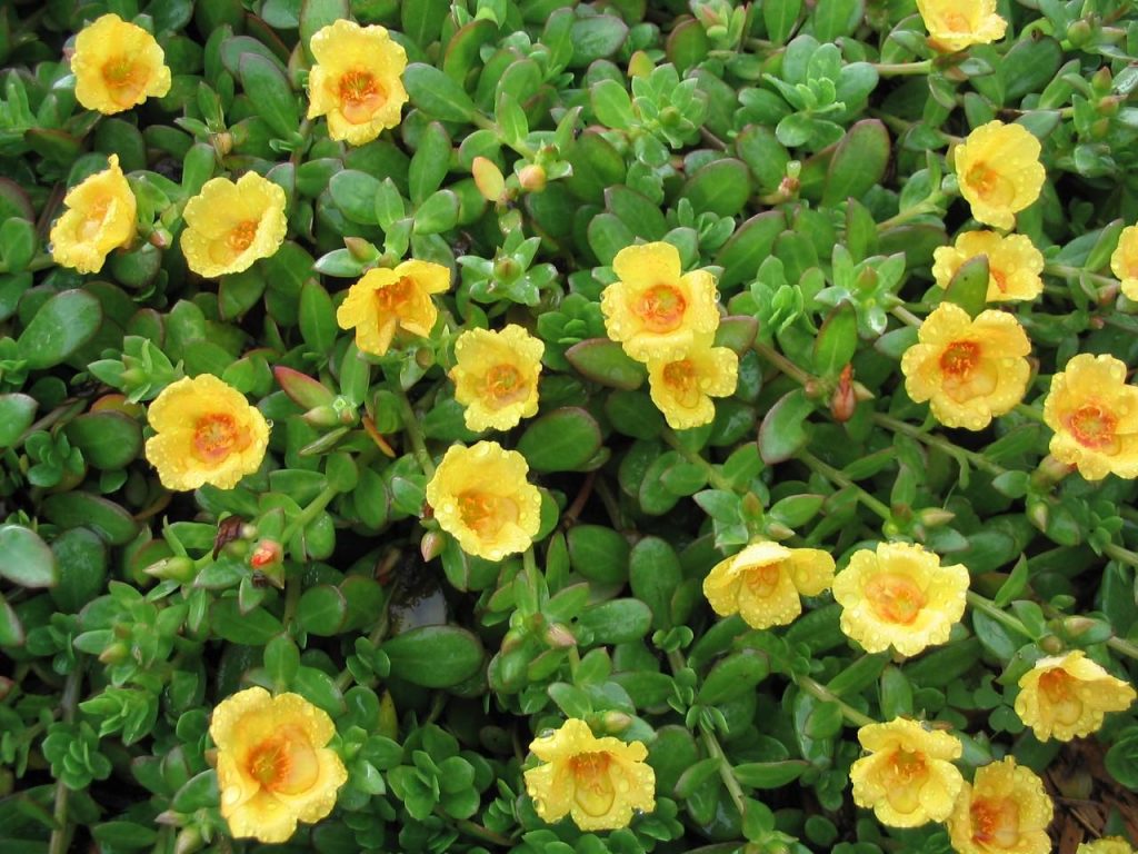 Yellow Purslane Flowers (108_0807)