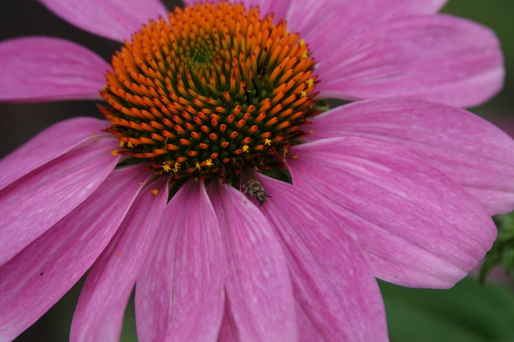 Coneflower with Insect (DSC00069)
