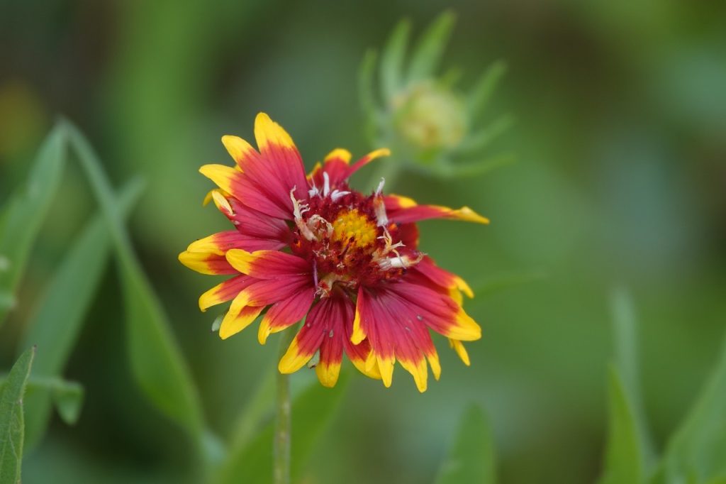 Firewheel Flower (DSC00082)