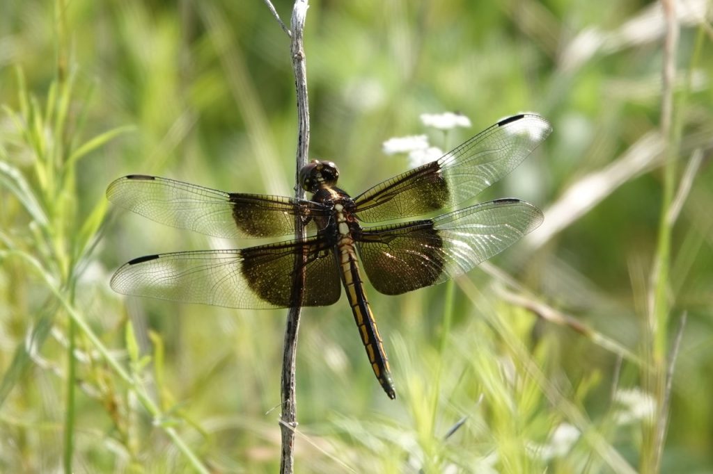Widow Skimmer Dragonfly (DSC01213)