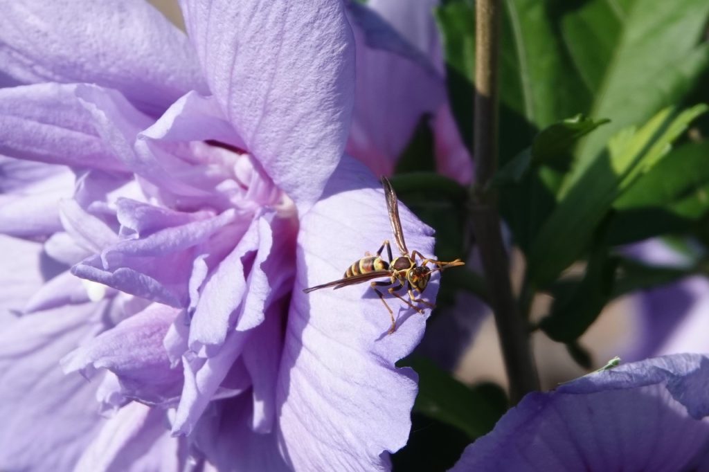 Wasp on Flower (DSC01243)