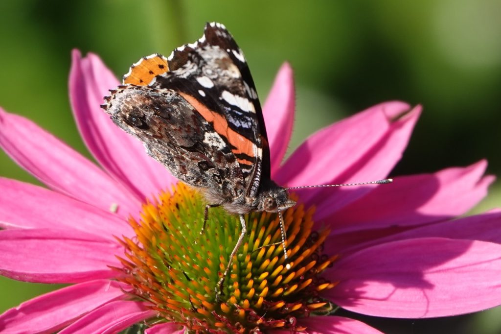 Butterfly on Coneflower (DSC01254)