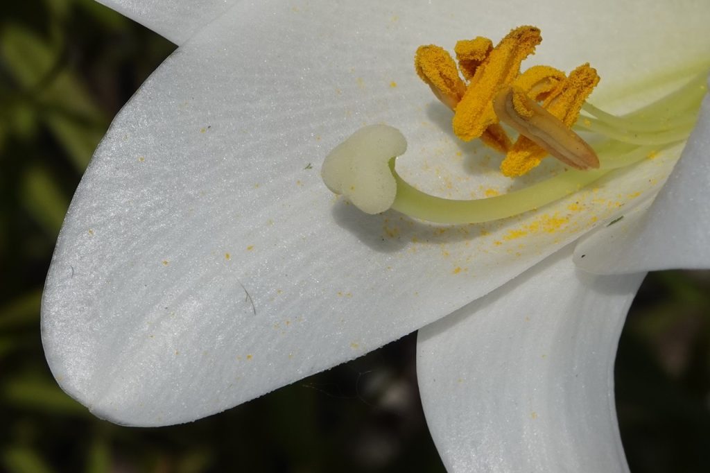 White Lily Flower (DSC01268)