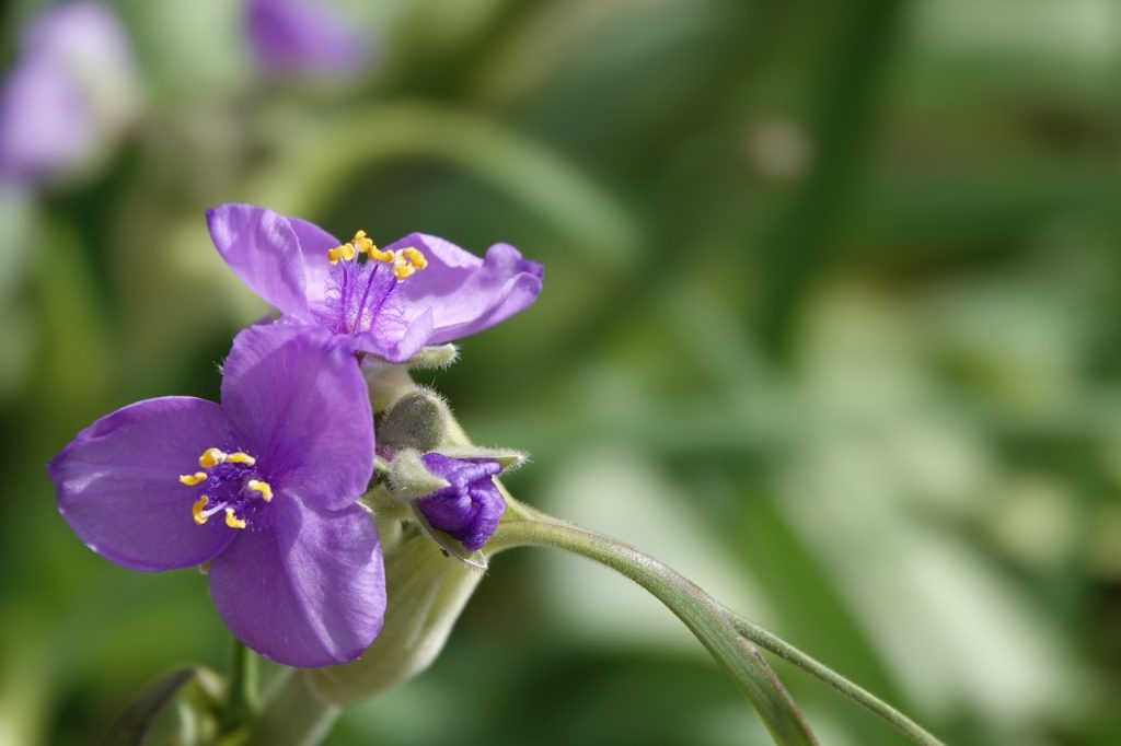 Purple Texas Spiderwort Flowers (DSC01551)