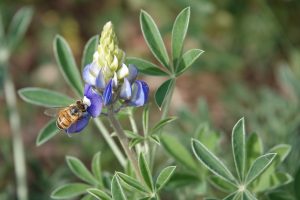 Bluebonnet with Bee (DSC01591)