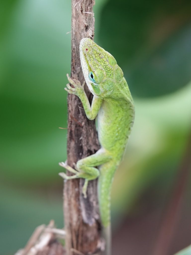 Green Anole Lizard (DSC01627)