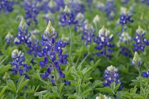 Bluebonnets (DSC01644)