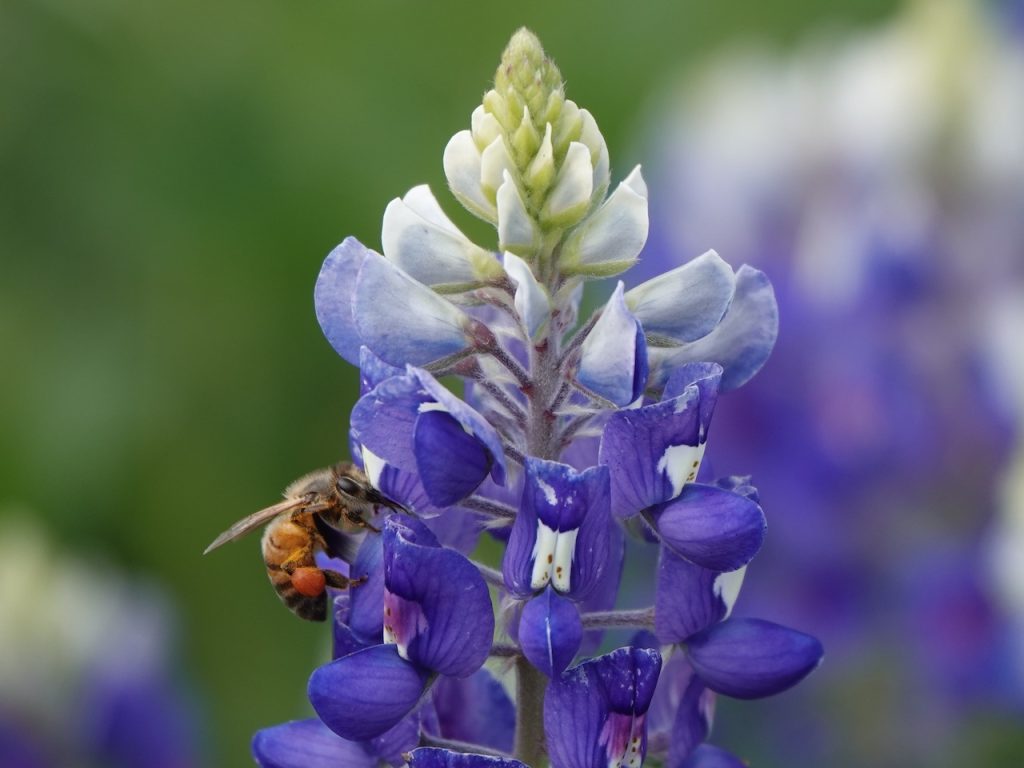 Bluebonnet with Bee (DSC01671)