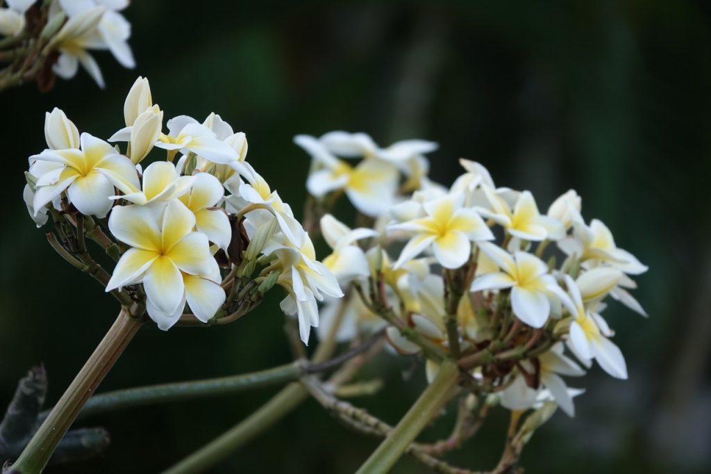 White Plumeria Flowers (DSC01751)