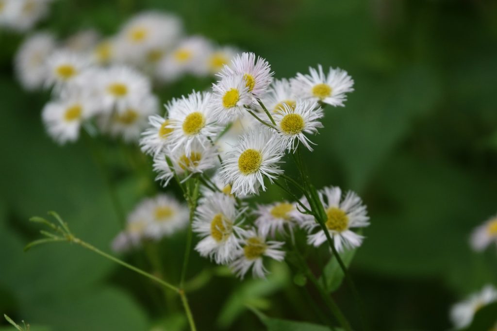 Eastern Daisy Fleabane Flowers (DSC01846)