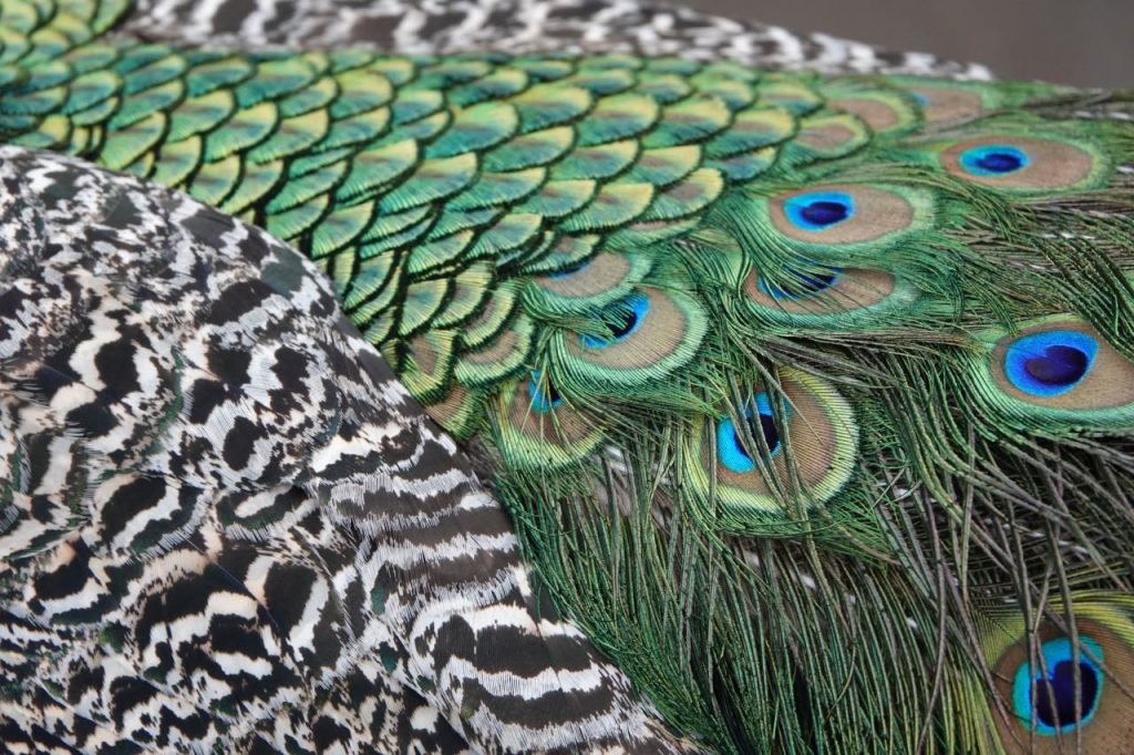 Peacock Feathers (DSC02166)