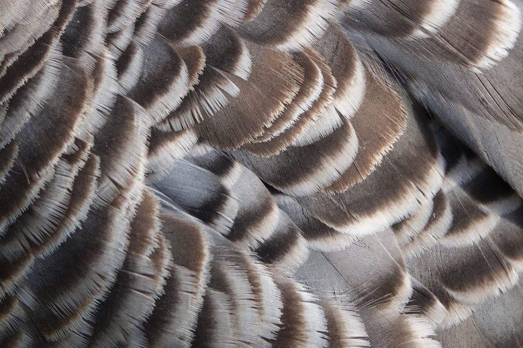 Nene (Hawaiian Goose) Feathers (DSC02216)