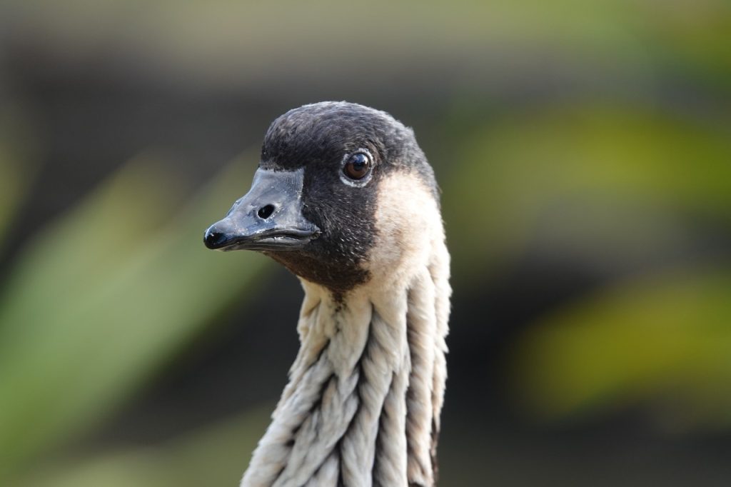 Nene (Hawaiian Goose) (DSC02219)