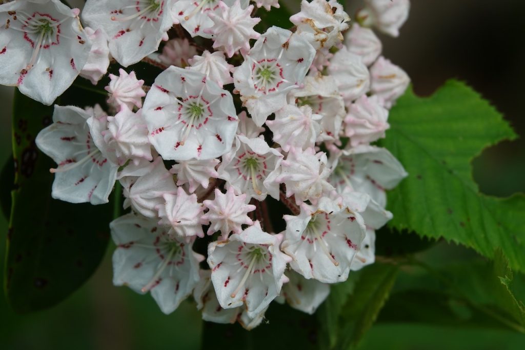 Mountain Laurel Flowers (DSC02371)