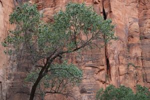 Tree with Rock Cliff (DSC02903)