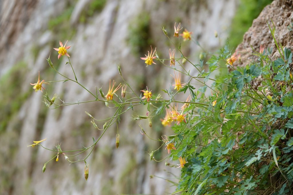 Columbine Flowers on Cliff (DSC02942)