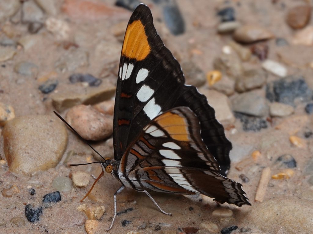Arizona Sister Butterfly (DSC03298)