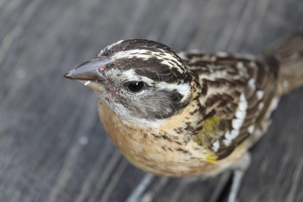 Lark Sparrow (DSC03322)