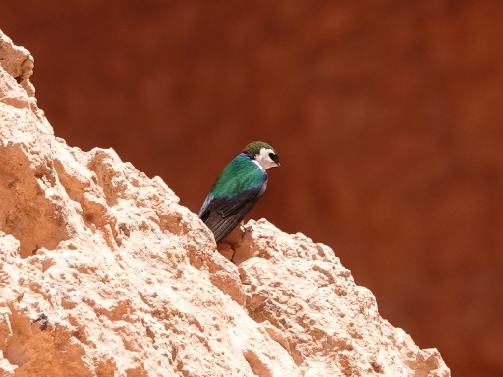 Violet-green Swallow (DSC03958)