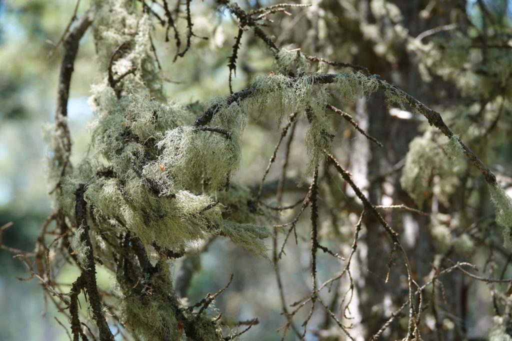 Moss on Tree Branch (DSC05002)