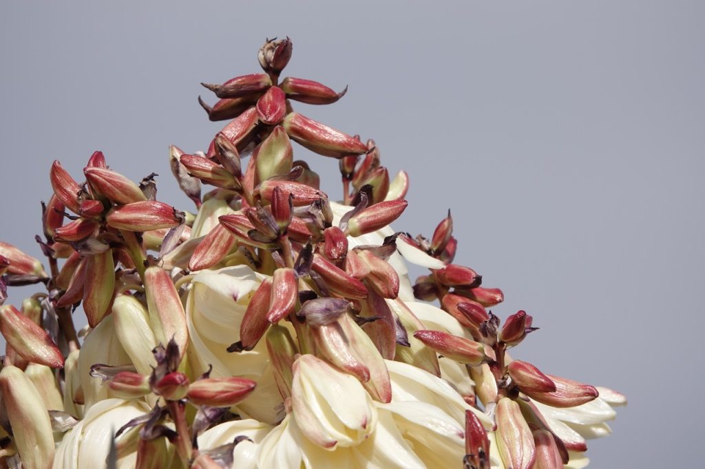 Yucca Flower (DSC06949)