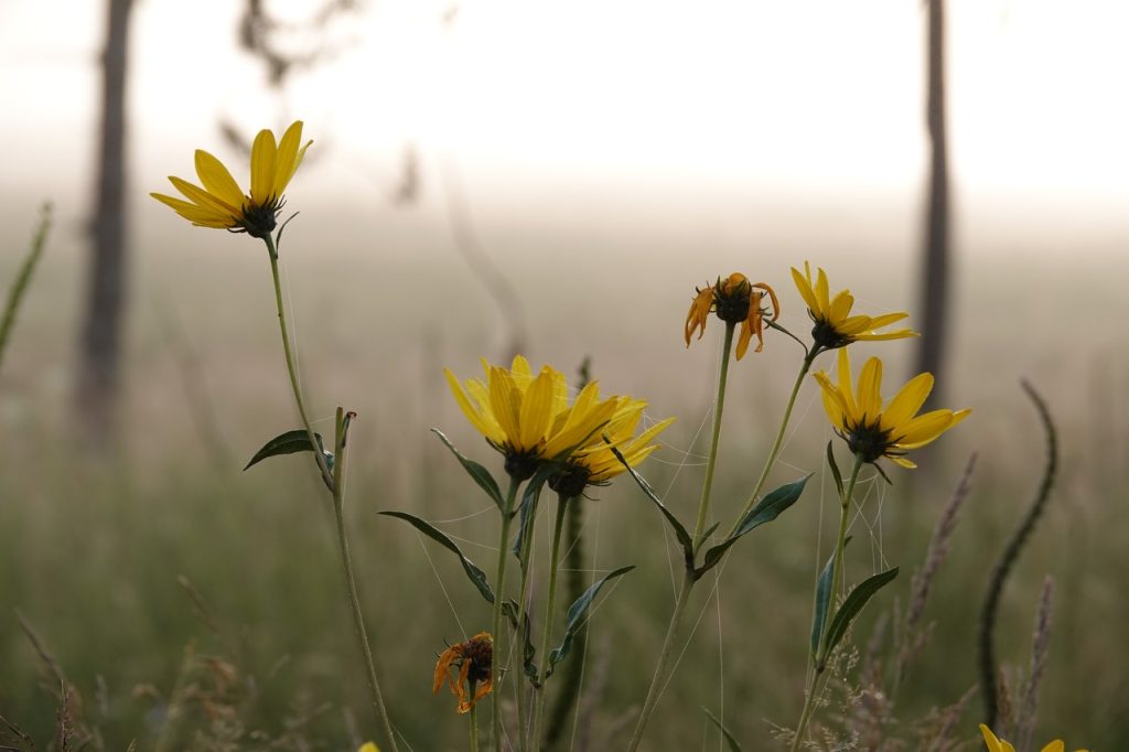 Yellow Arnica Flowers Sunrise (DSC07253)