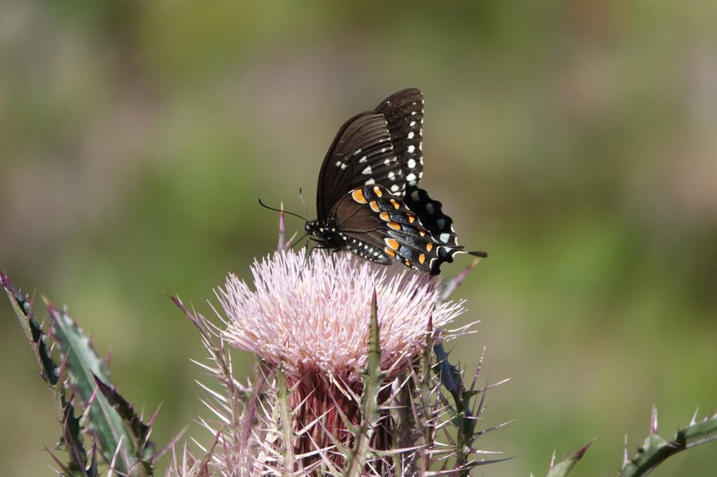 Black Swallowtail Butterfly (DSC07292)
