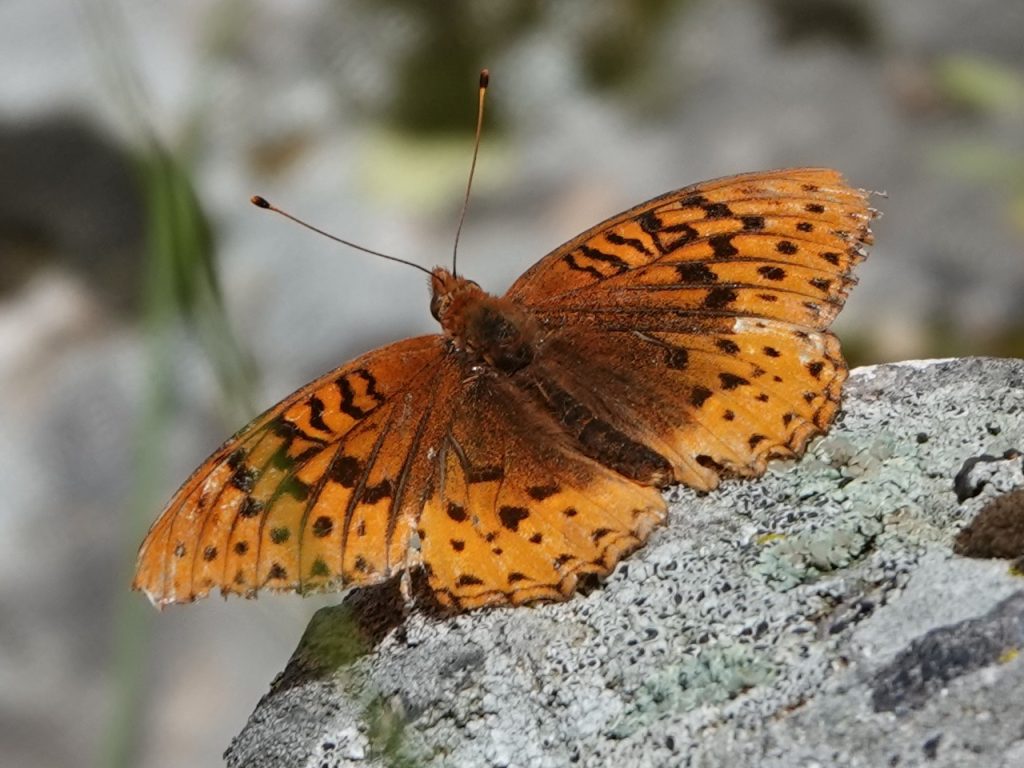 Fritillary Butterfly (DSC07509)