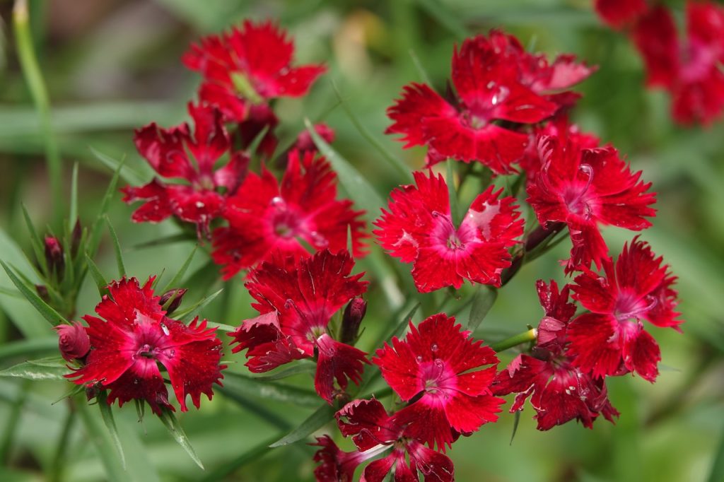 Dianthus Flowers (DSC07510)