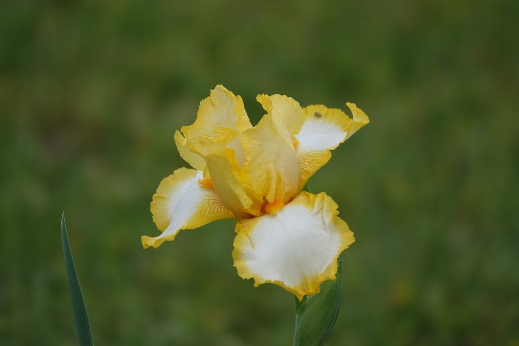 Yellow Bearded Iris (DSC07572)