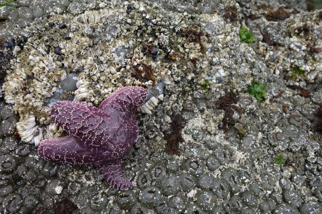 Purple Starfish (DSC07668)