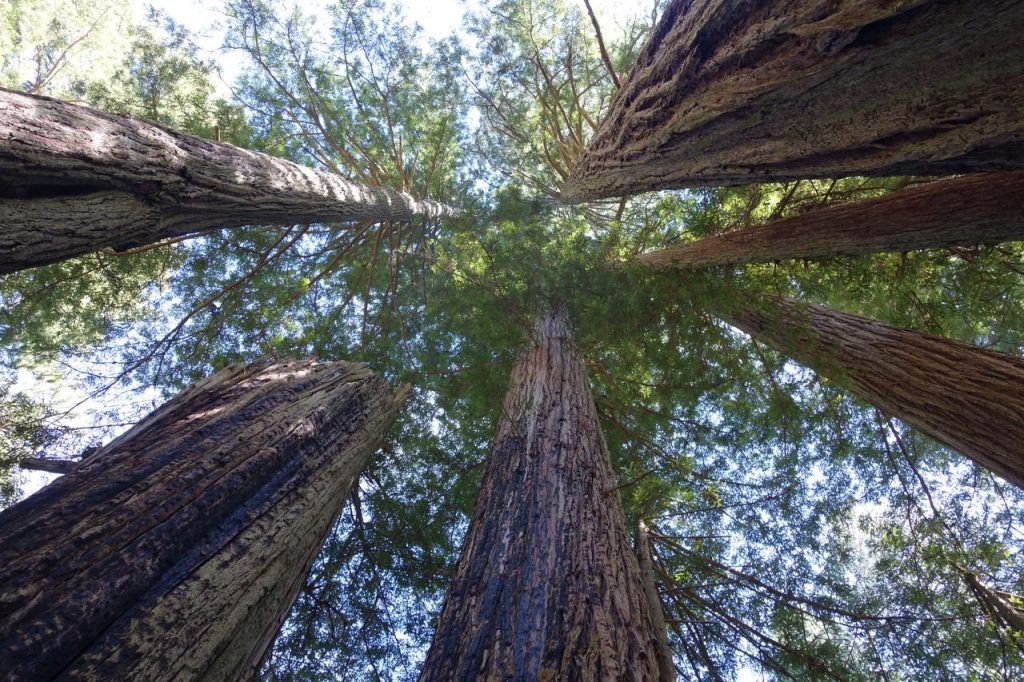 Redwood Trees (DSC08101)