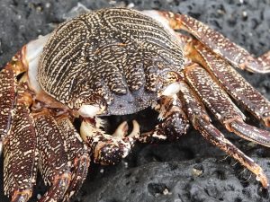 Crab on a Rock (DSC08761)