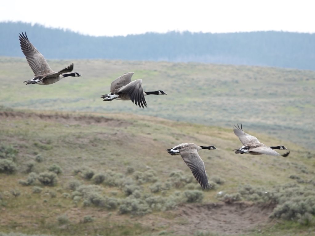 Canada Geese in Hayden Valley (DSC09130)