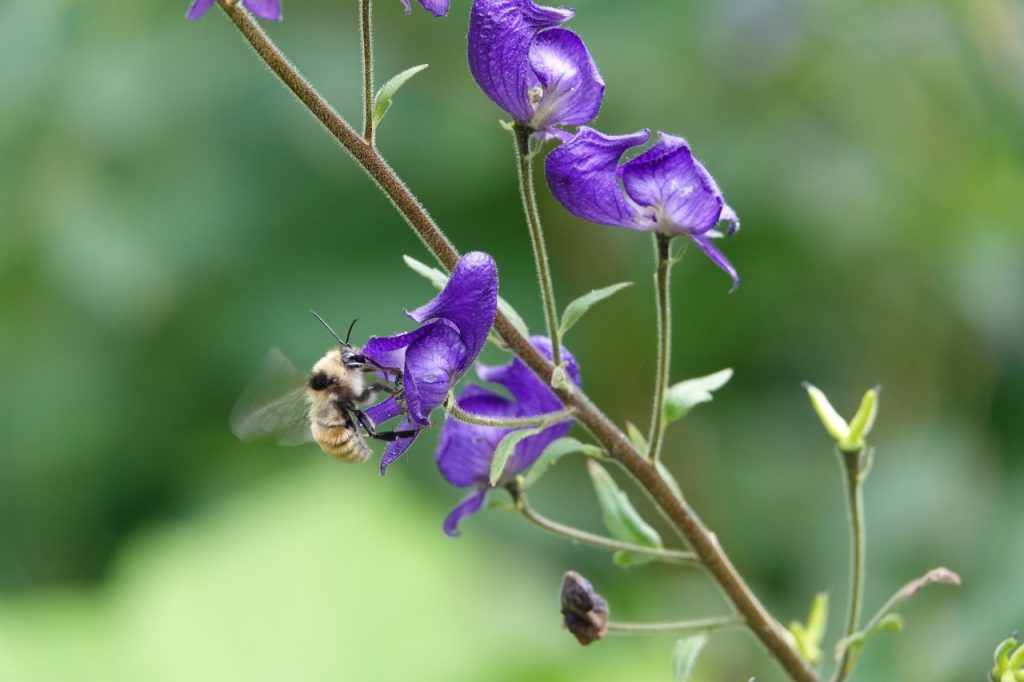 Bee on Columbian Monkshood Flowers (DSC09588)