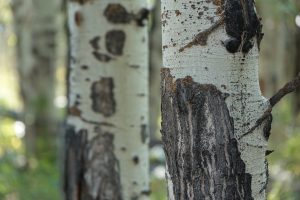 Aspen Tree Bark (DSC09961)