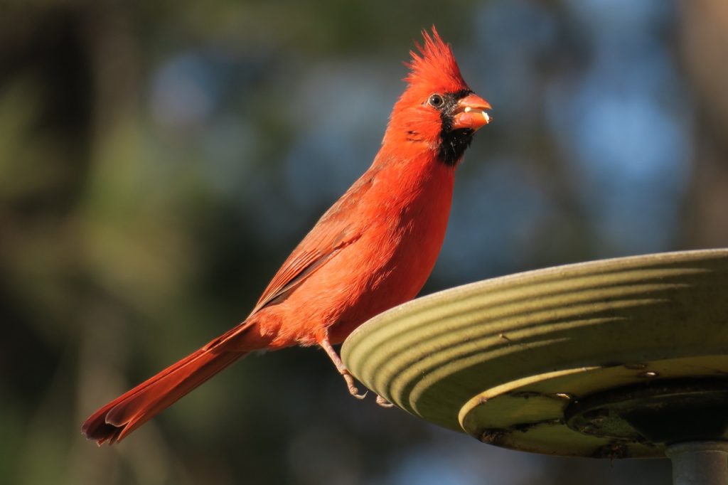 Male Red Cardinal (IMG_0041)