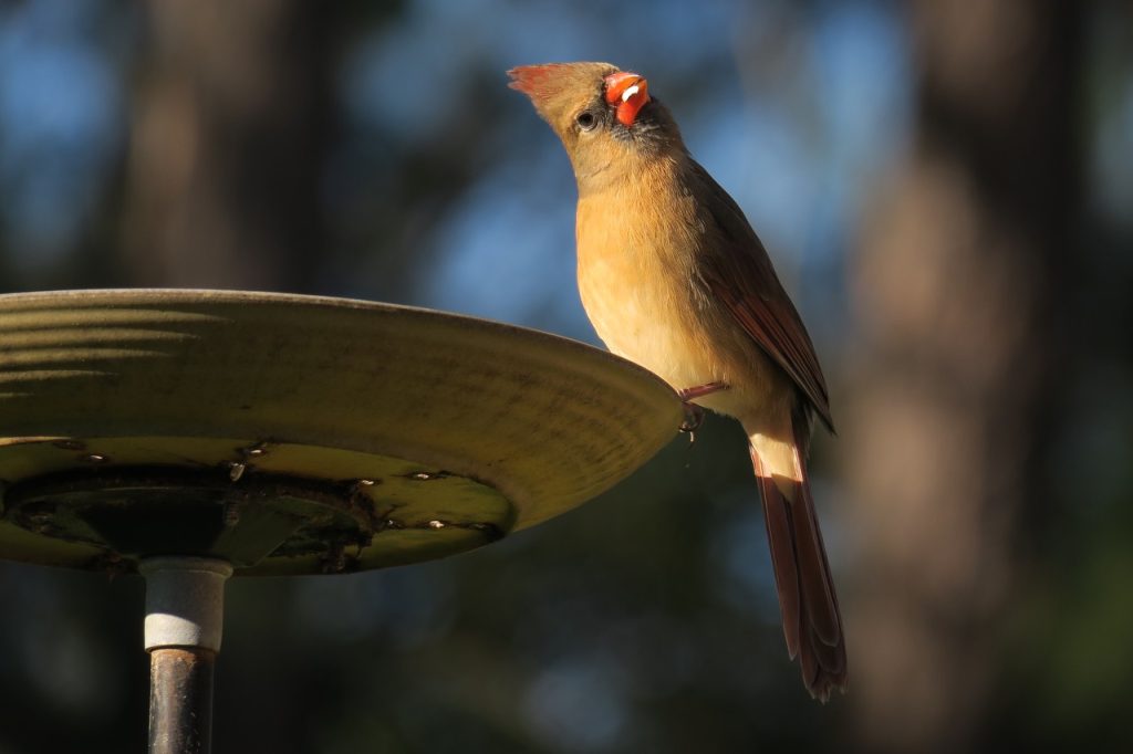 Female Red Cardinal (IMG_0061)
