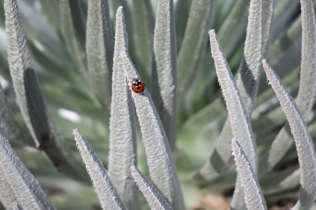 Ladybug on Silversword (IMG_0138)