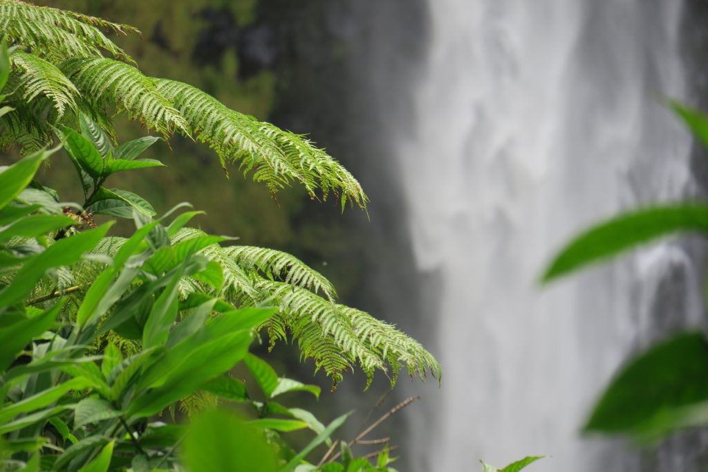 Akaka Falls with Ferns (IMG_0171)