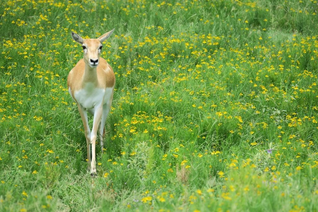 Antelope with Flowers (IMG_0250)