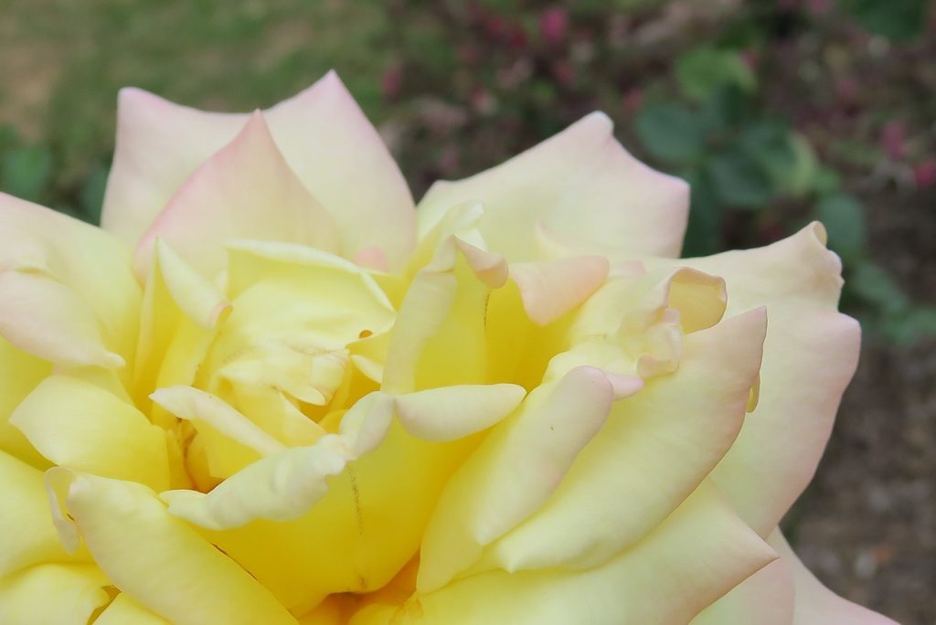 Yellow Rose (IMG_0392)