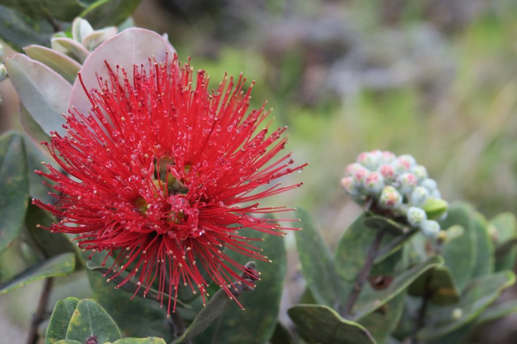Ohia Lehua Flower (IMG_0456)