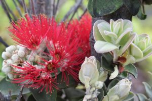 Ohia Lehua Flower (IMG_0516)