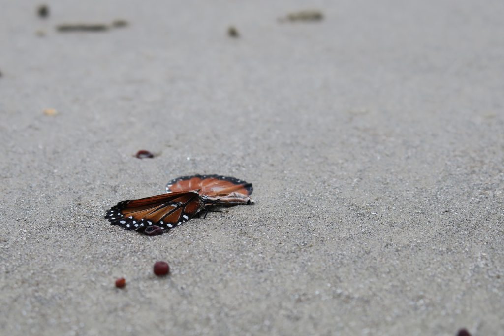 Butterfly on Beach (IMG_0559)