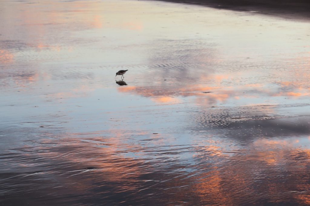 Beach Sunset with Bird (IMG_0873)