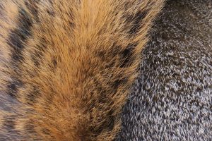 Squirrel Fur (IMG_1002)