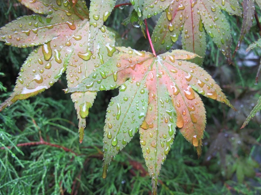 Fall Leaves (IMG_1057)