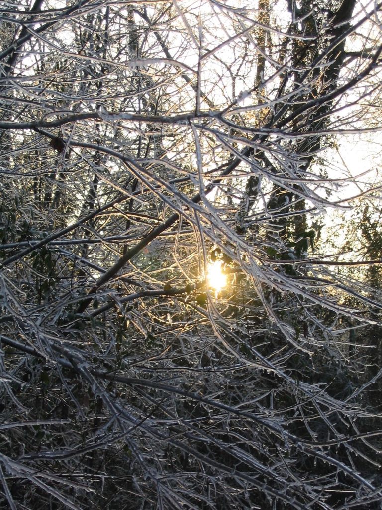 Ice Sun Trees (IMG_1327)