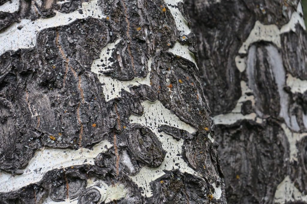 Aspen Tree Bark (IMG_1515)